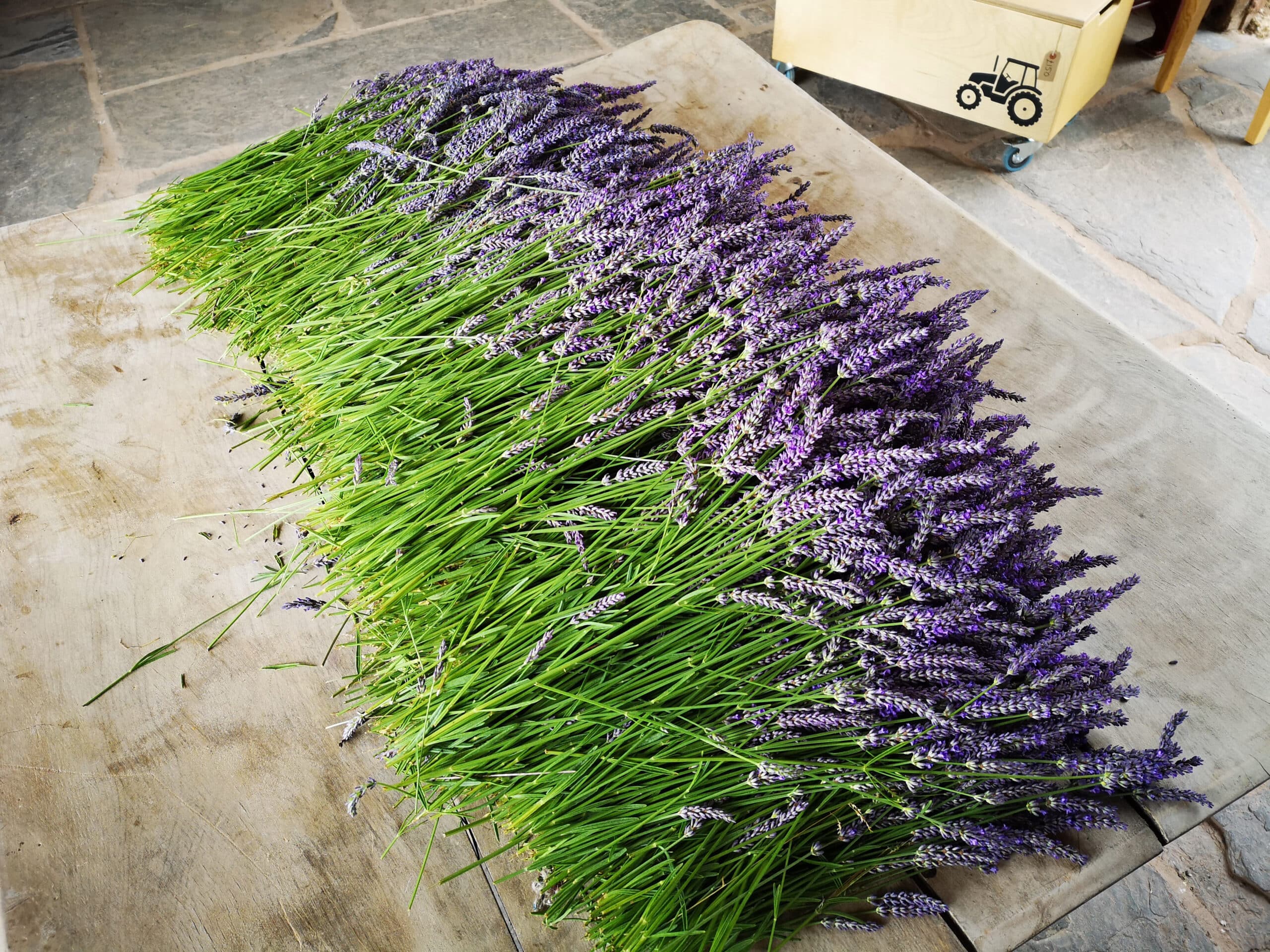 Welsh Lavender