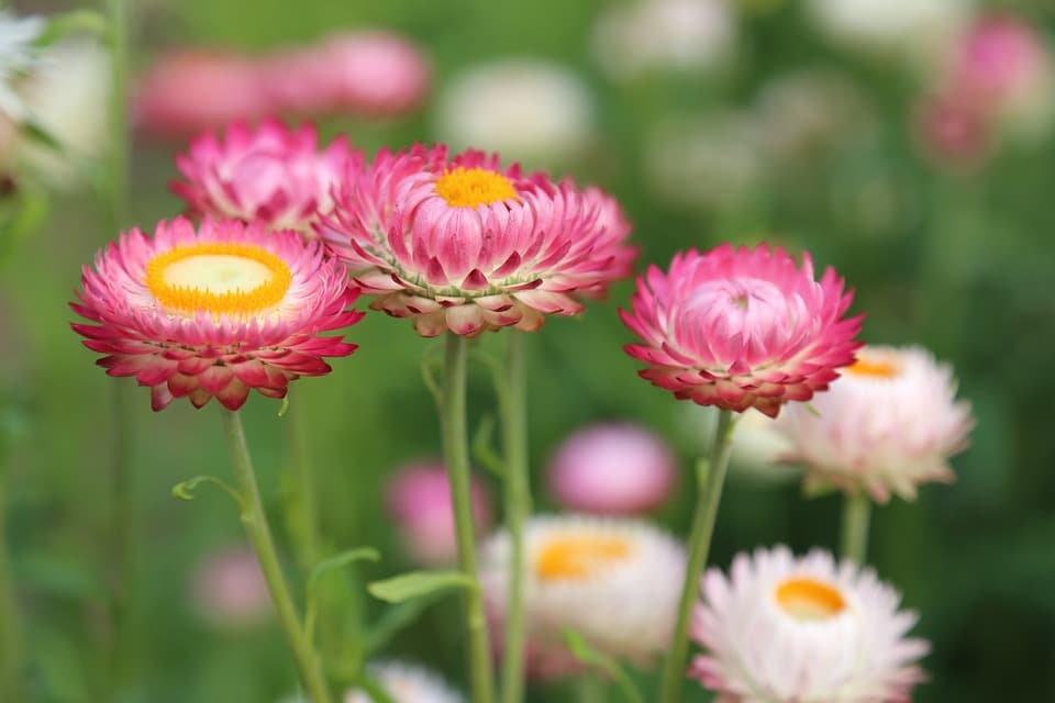 What is the history behind Mother's Day?