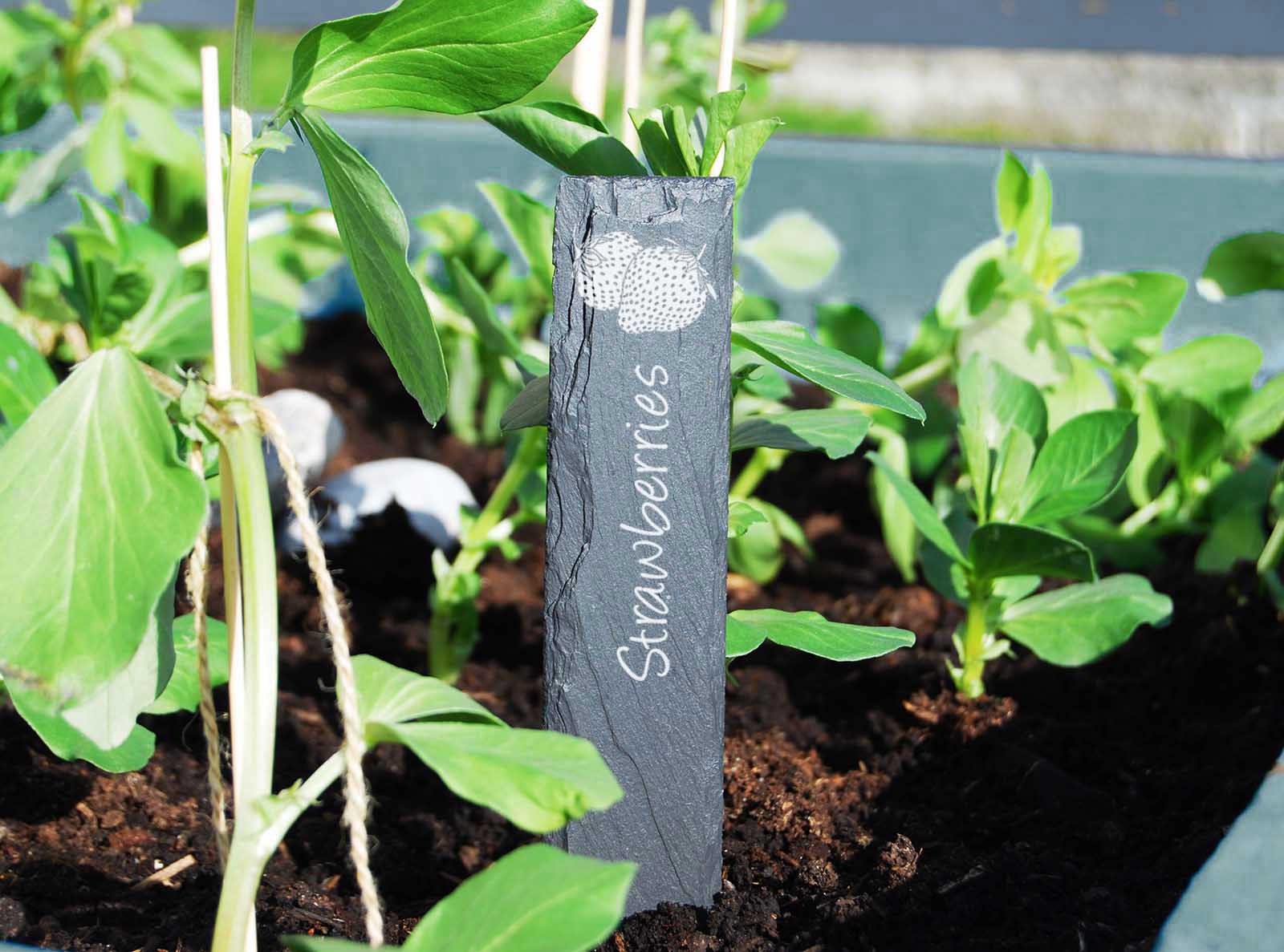 Hand-cut Welsh slate plant markers with a variety of differn fruit engraved