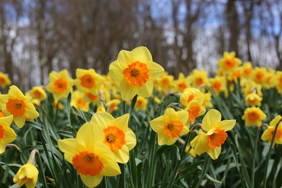 St David's Day Daffodils
