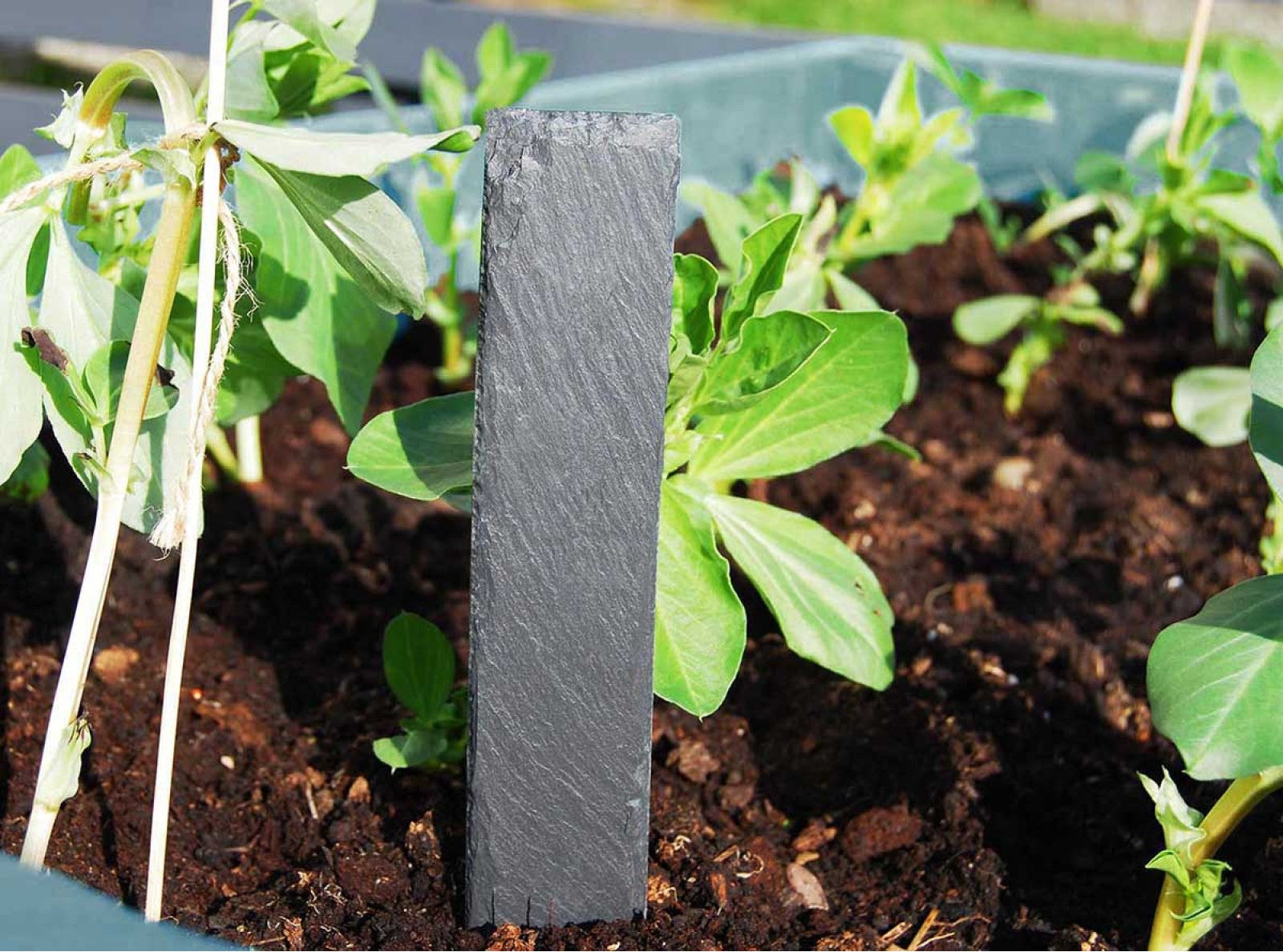 Plain welsh slate plant marker