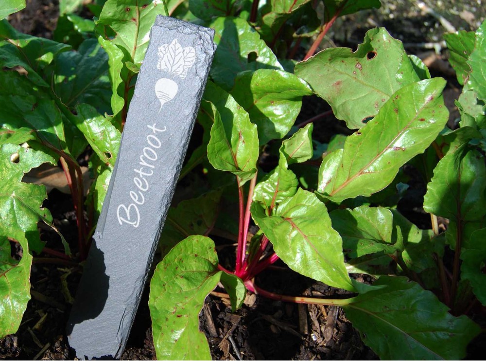 1000 Etichette Per Piante Da Giardino In PVC, 10 Pollici, Impermeabili E Riutilizzabili Con Penna Inclusa (Blu)
